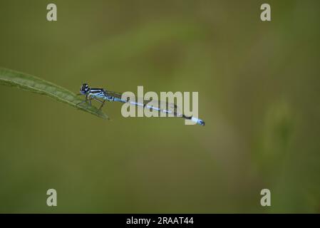 Nahaufnahme einer männlichen Azure Damselfly (Caenagrion Puella), hoch oben am Ende eines Stamms, links von Image, vor einem einfarbigen grünen Hintergrund, Großbritannien im Juni Stockfoto