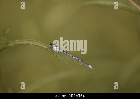 Männlicher Azure Damselfly (Caenagrion puella) auf einer einzelnen Grasklinge, links von Image, mit natürlicher Beleuchtung, aufgenommen in Mid-Wales, Großbritannien im Juni Stockfoto