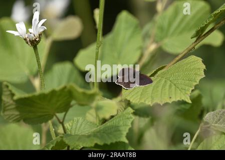 Ringlet Butterfly (Aphantopus hyperantus) mit Wings Open on a Green Leaf in the Sun, Right of Image, aufgenommen im Juni in Mid-Wales, Großbritannien Stockfoto