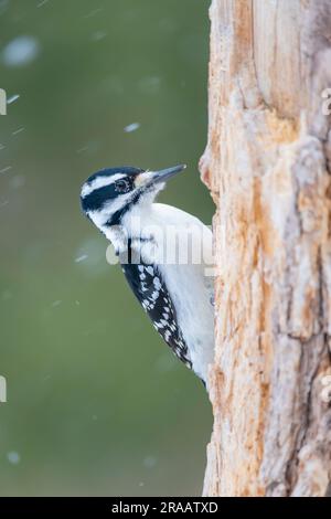 Weiblicher, haariger Specht (Picoides villosus), pekend auf Baumstamm, Winter, E USA, von Dominique Braud/Dembinsky Photo Assoc Stockfoto