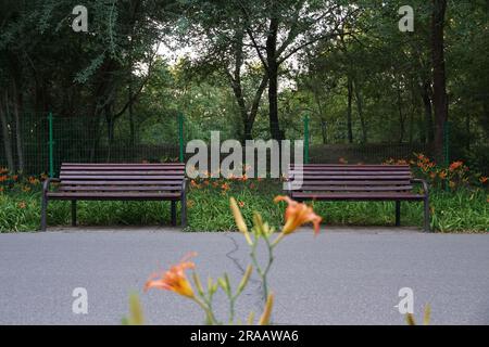 Morgengloria vor zwei Holzbänken Stockfoto