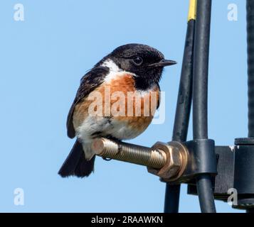 Europäischer Stonechat (Saxicola rubicola) männlich, hoch oben auf einem Metallgerüst, Insel Tiree, Innenhebriden, Schottland, Juni Stockfoto