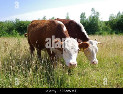 Zwei Hereford-Kühe grasen synchron. Sie werden in den Niederlanden verwendet, um die Überschwemmungsgebiete des Vecht in der Nähe von Hardenberg zu begrasen Stockfoto