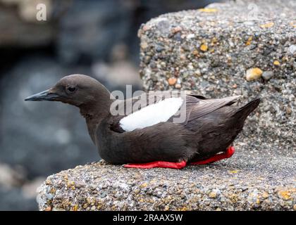 Schwarzer Guillemot (Cepphus grylle), der an der Meereswand in Oban Harbour, Schottland, Vereinigtes Königreich, nistet. Stockfoto