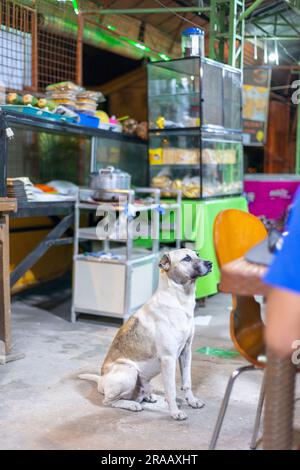 Einer von vielen Straßenhunden, die auf Essenstipps von Kunden angewiesen sind, während sie an Tischen sitzen und ihre Mahlzeiten essen, warten die Hunde unerwartet Stockfoto