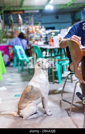 Einer von vielen Straßenhunden, die auf Essenstipps von Kunden angewiesen sind, während sie an Tischen sitzen und ihre Mahlzeiten essen, warten die Hunde unerwartet Stockfoto