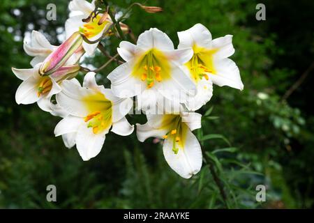 Die weiße und gelbe Trompetenlilie Lilium Regale im schattigen Garten der Aberglasney Gardens in Carmarthenshire Wales UK KATHY DEWITT Stockfoto