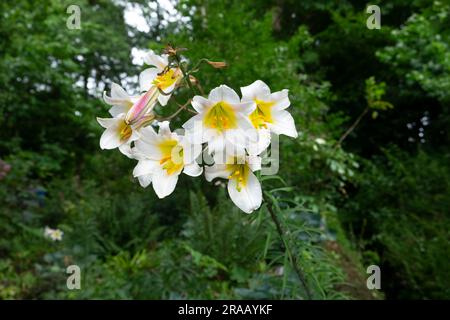 Die weiße und gelbe Trompetenlilie Lilium Regale im schattigen Garten der Aberglasney Gardens in Carmarthenshire Wales UK KATHY DEWITT Stockfoto