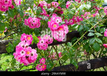 Dunkelrosa, offene Rose mit gelb-weißem Zentrum, das in den Aberglasney Gardens in Carmarthenshire Wales, Großbritannien, wächst, KATHY DEWITT Stockfoto