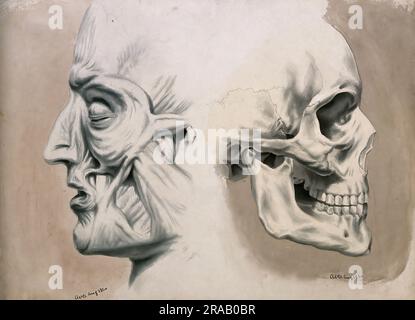 Medizin, Anatomie, zwei Figuren des menschlichen Kopfes im Profil: (Links) mit Muskeln und Sehnen, (rechts) Schädelknochen, historische, digital wiederhergestellte Reproduktion aus einem Original des 19. Jahrhunderts / Medizin, Anatomie, zwei Figuren des menschlichen Kopfes im Profil: (Links) mit Muskeln und Sehnen, (rechts) Schädelknochen, Historisch, Digital Restaurant Reproduktion von einer Vorlage aus dem 19. Hundert Stockfoto