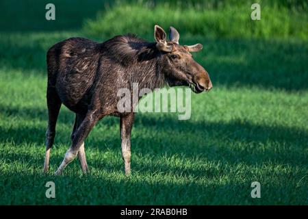 Elchbulle grasen in der Dämmerung Stockfoto