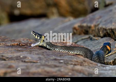 Grasschlange gähnt bei Sonnenaufgang auf dem Felsen Stockfoto