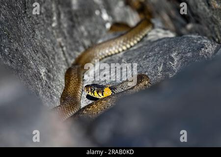 Grasschlange, die sich in der Felsspalte sonnt Stockfoto