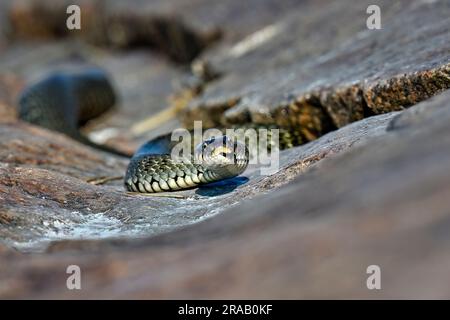 Grasschlange, die sich in der Felsspalte sonnt Stockfoto
