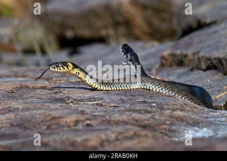 Grasschlange, die sich im Felsspalt sonnt Stockfoto