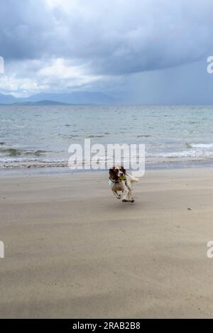 Springer-Spaniel-Hund, der mit einem Ball am Strand rennt Stockfoto