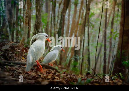 Kagu oder Cagou, Kavu oder Kagou - Rhynochetos jubatus langbeinige bläulich-graue Vögel, die in den Bergwäldern Neukaledoniens, Rhynochetos in R. Stockfoto