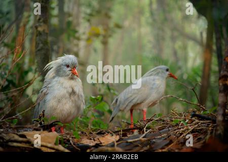 Kagu oder Cagou, Kavu oder Kagou - Rhynochetos jubatus langbeinige bläulich-graue Vögel, die in den Bergwäldern Neukaledoniens, Rhynochetos in R. Stockfoto