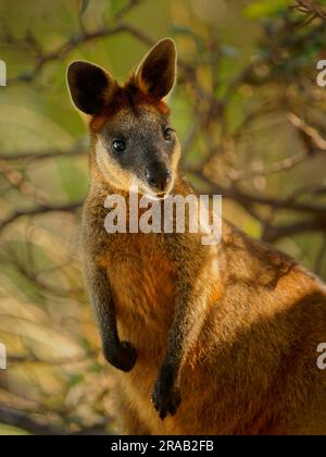 Swamp Wallaby - Wallabia bicolor klein Lorenz Beuteltier der östlichen Australien. Als die schwarzen Wallaby bekannt, black-tailed Wallaby, Farn Wallaby, schwarz Stockfoto