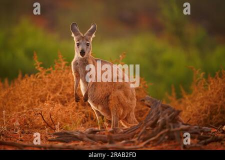 Gewöhnliches Wallaroo - Osphranter robustus auch als Euro oder Hügel-Wallaroo bezeichnet, meist nächtlich und einsam, lautes Zischen, sexuell dimorphisch, wie m Stockfoto