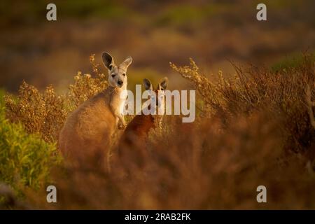 Gewöhnliches Wallaroo - Osphranter robustus auch als Euro oder Hügel-Wallaroo bezeichnet, meist nächtlich und einsam, lautes Zischen, sexuell dimorphisch, wie m Stockfoto