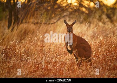 Gewöhnliches Wallaroo - Osphranter robustus auch als Euro oder Hügel-Wallaroo bezeichnet, meist nächtlich und einsam, lautes Zischen, sexuell dimorphisch, wie m Stockfoto