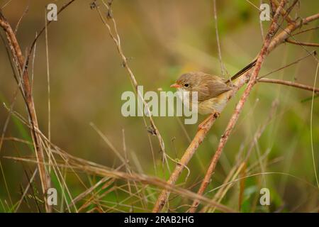 Rote Feen - Passerinvogel von Malurus melanocephalus in der Wren-Familie Maluridae, in der Nähe von Flüssen und Küstengebieten, männlich mit schwarzem Kopf, obere Teile Stockfoto