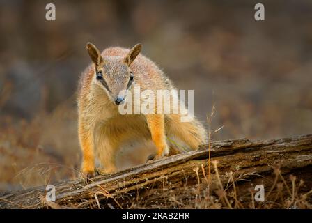 Numbat - Myrmecobius fasciatus auch noombat oder Walpurti, Insektenfresser tageszeitliche Befruchtung, Diät besteht fast ausschließlich aus Termiten. Kleiner süßer Ani Stockfoto