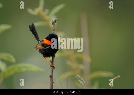 Rote Feen - Passerinvogel von Malurus melanocephalus in der Wren-Familie Maluridae, in der Nähe von Flüssen und Küstengebieten, männlich mit schwarzem Kopf, obere Teile Stockfoto