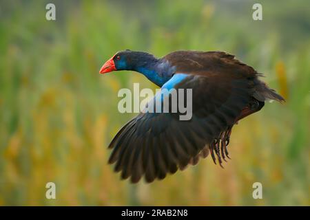 Fliegender Australasischer Sumpf (Porphyrio melanotus), ein wunderschöner interessanter Sumpfvogel. Farbenfroher Vogel, blau mit rotem Schnabel, schön grün und orange Stockfoto
