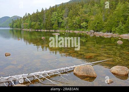 Landschaft mit trockenem Holz auf dem Jordan Pond, einem der unberührtesten Seen des Parks, mit herausragender Berglandschaft in der Umgebung. Acadia-Nationalpark, Maine, Stockfoto