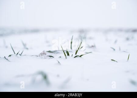 Sprossen von grünem Weizen auf einem Feld, das mit Schnee bedeckt war. Weizenfeld in der Wintersaison mit Schnee bedeckt. Stockfoto