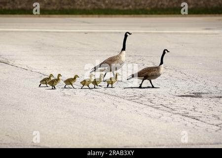 Zwei ausgewachsene Gänse und sechs neu geschlüpfte Gänse gehen in den USA über eine Straße. Stockfoto
