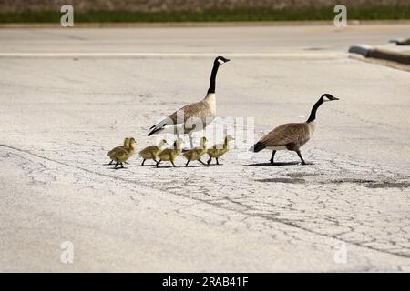 Zwei ausgewachsene Gänse und sechs neu geschlüpfte Gänse gehen in den USA über eine Straße. Stockfoto