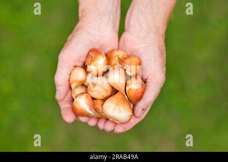 Draufsicht auf die Farmer Hände hält Blumenzwiebeln mit Tulpen in einem Garten. Blumenzwiebeln von Tulpen, Hyazinthen und anderen in den Händen. Stockfoto
