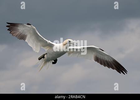 Nördlicher Gannet (Morus bassanus) über die Nordsee Stockfoto