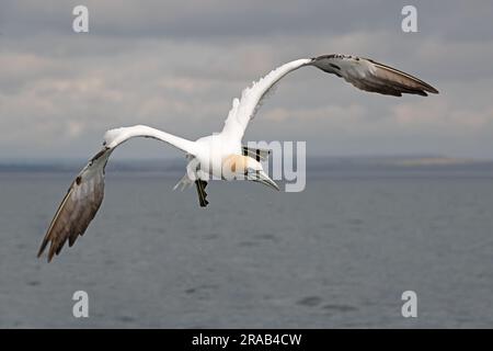 Nördlicher Gannet (Morus bassanus) Tauchen nach Fisch Stockfoto