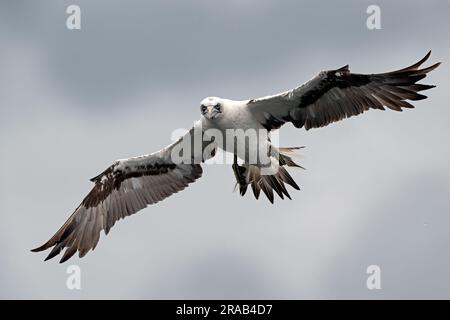 Jungfische im nördlichen Gannet (Morus bassanus), die über die Nordsee fliegen Stockfoto