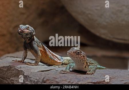 Chuckwalla, Sauromalus ater, kommen vor allem in den wasserundurchfluten Regionen des Südwestens der Vereinigten Staaten und des nördlichen Mexikos vor Stockfoto