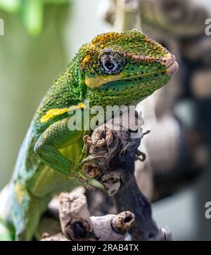 Die Ritter-Anole (Anolis equestris) ist die größte Anole, die auch als kubanischer Ritter-Anole oder kubanischer Riese-Anole bezeichnet wird Stockfoto