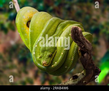 Eine grüne Baumpython hängt auf einem Ast vor einem sanft grünen Hintergrund. Stockfoto