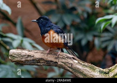 Goldbreasted Starling, Cosmopsarus regius, Glossy Starling. Lebt in Somalia, Äthiopien, Ostkenia, Nordosttansania. Stockfoto