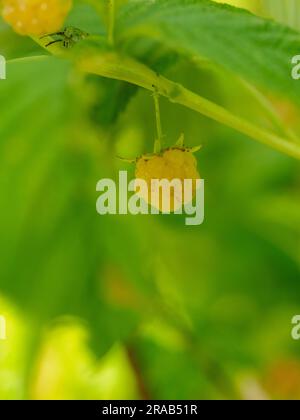 Makroaufnahme reifer goldener Himbeeren rubus idaeus Goldblisse im Garten Stockfoto