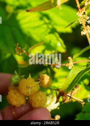 Makroaufnahme reifer goldener Himbeeren rubus idaeus Goldblisse im Garten Stockfoto