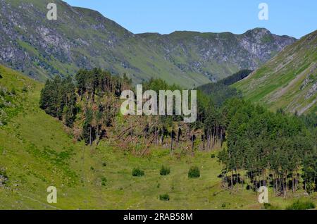 Wald in Glen Clova im Cairngorms-Nationalpark von Schottland, Großbritannien Stockfoto