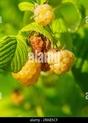 Makroaufnahme reifer goldener Himbeeren rubus idaeus Goldblisse im Garten Stockfoto