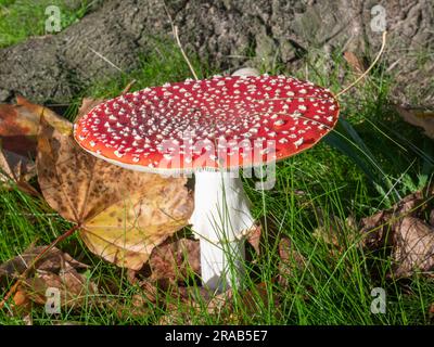 Amanita muscaria, die unter dem Sycamore-Baum wächst Stockfoto