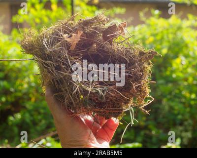 Weibliche Hand, die beim Trimmen ein Vogelnest in einem Garten hielt Stockfoto