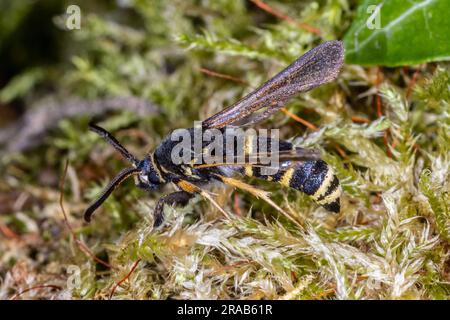 Dusky Clearwing (Paranthrene tabaniformis) - männliche Wespen-imitische Motte wiederentdeckt, nachdem sie 80 Jahre lang nicht gesehen wurde. Fotografiert in Cambridgeshire, Großbritannien. Stockfoto