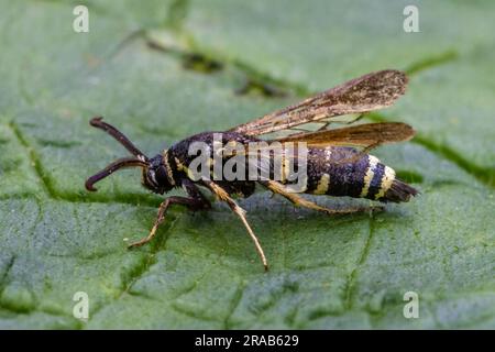 Dusky Clearwing (Paranthrene tabaniformis) - männliche Wespen-imitische Motte wiederentdeckt, nachdem sie 80 Jahre lang nicht gesehen wurde. Fotografiert in Cambridgeshire, Großbritannien. Stockfoto